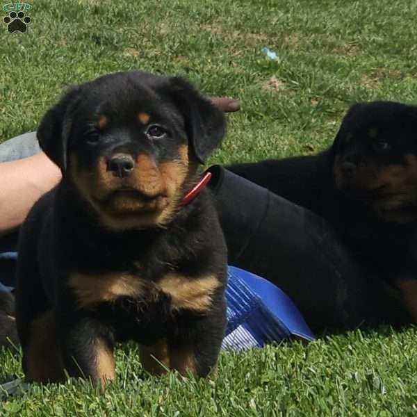 Dixon, Rottweiler Puppy