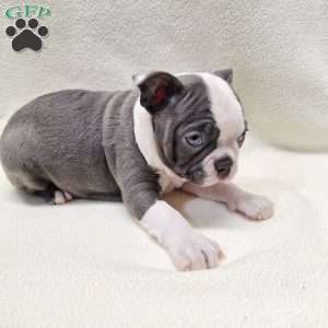 Isabella, Boston Terrier Puppy