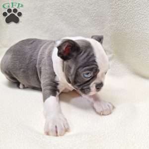 Isabella, Boston Terrier Puppy