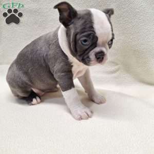 Isabella, Boston Terrier Puppy
