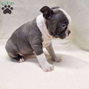 Isabella, Boston Terrier Puppy