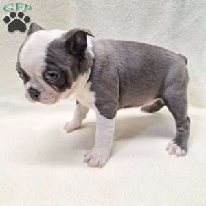 Isabella, Boston Terrier Puppy