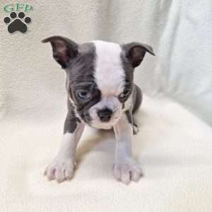 Isabella, Boston Terrier Puppy
