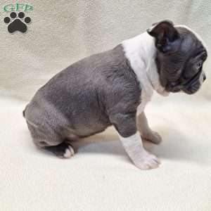 Isabella, Boston Terrier Puppy