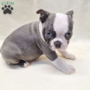 Isabella, Boston Terrier Puppy