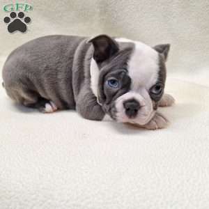 Isabella, Boston Terrier Puppy