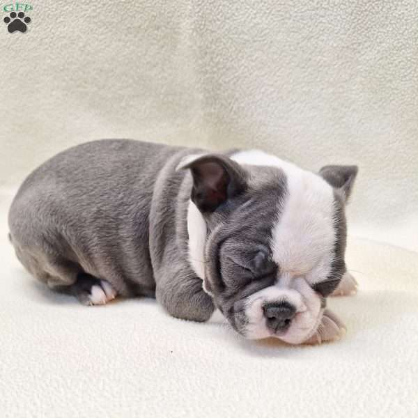 Isabella, Boston Terrier Puppy
