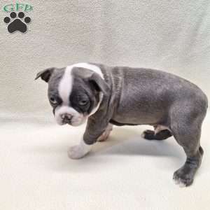 Igor, Boston Terrier Puppy