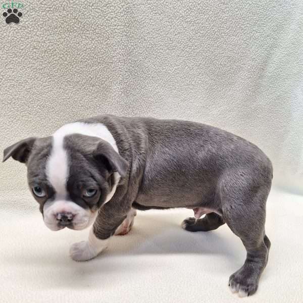 Igor, Boston Terrier Puppy