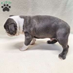 Igor, Boston Terrier Puppy