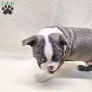 Igor, Boston Terrier Puppy