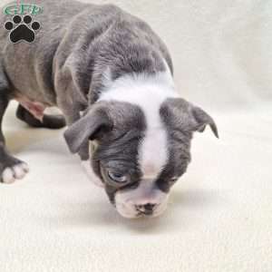 Igor, Boston Terrier Puppy