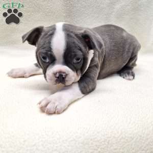 Igor, Boston Terrier Puppy
