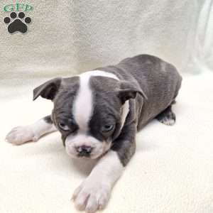 Igor, Boston Terrier Puppy