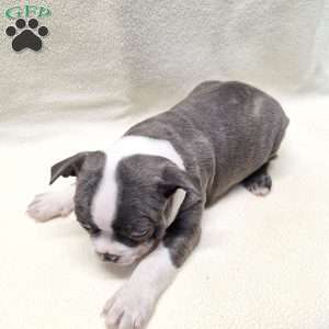 Igor, Boston Terrier Puppy