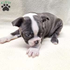Igor, Boston Terrier Puppy