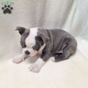 Irving, Boston Terrier Puppy