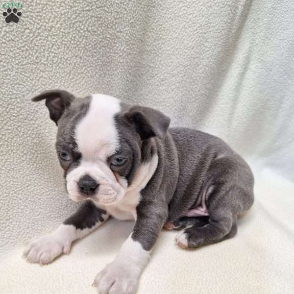 Irving, Boston Terrier Puppy