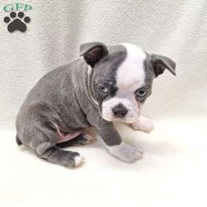 Irving, Boston Terrier Puppy