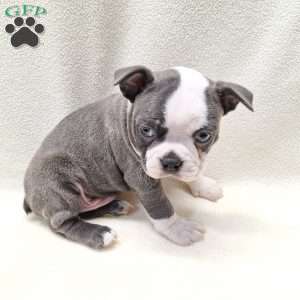 Irving, Boston Terrier Puppy
