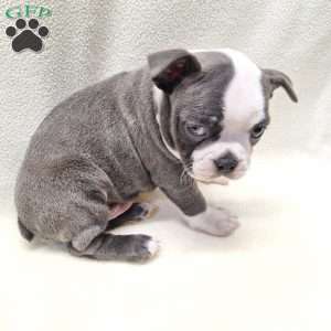 Irving, Boston Terrier Puppy