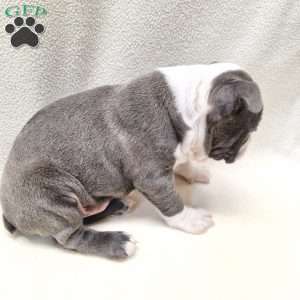 Irving, Boston Terrier Puppy