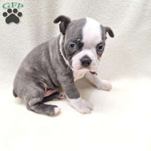Irving, Boston Terrier Puppy