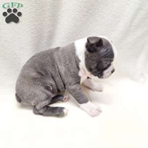 Irving, Boston Terrier Puppy