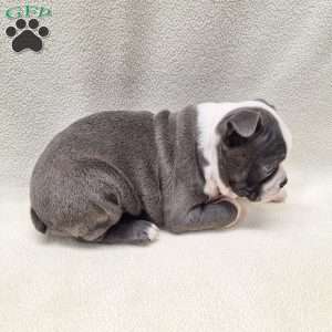 Irving, Boston Terrier Puppy