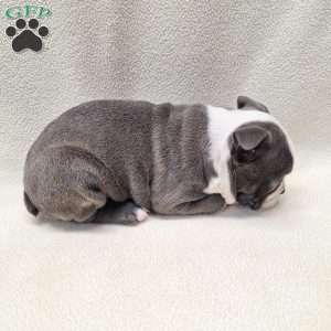 Irving, Boston Terrier Puppy