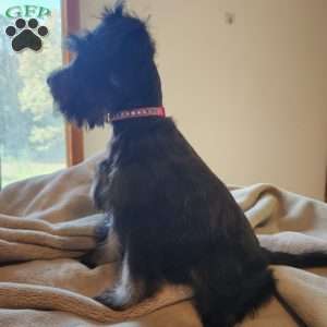 Princess Peach, Miniature Schnauzer Puppy