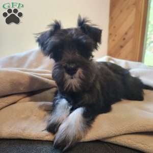 Princess Peach, Miniature Schnauzer Puppy