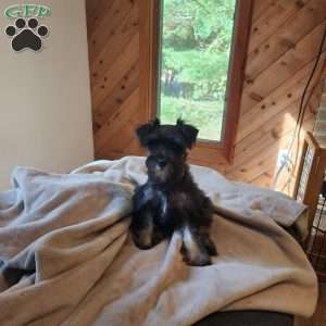 Princess Peach, Miniature Schnauzer Puppy