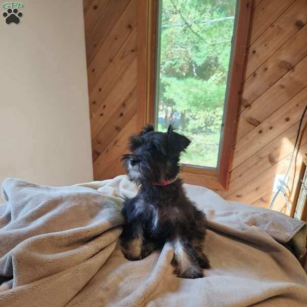 Princess Peach, Miniature Schnauzer Puppy