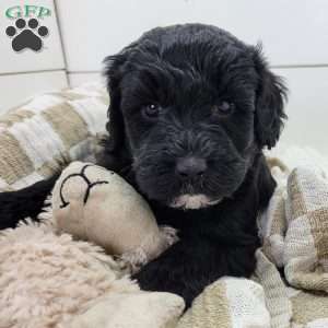 Shadow, Portuguese Water Dog Puppy