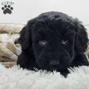 Shadow, Portuguese Water Dog Puppy