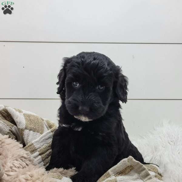 Shadow, Portuguese Water Dog Puppy