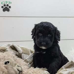Shadow, Portuguese Water Dog Puppy