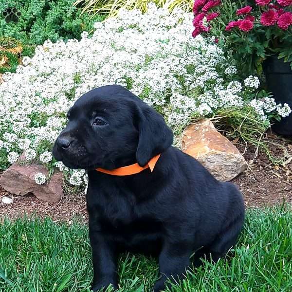 Reba, Black Labrador Retriever Puppy