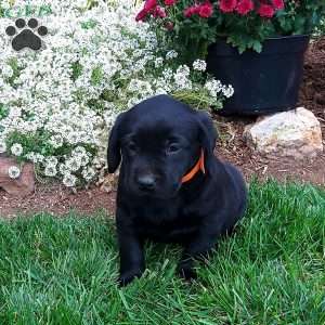 Reba, Black Labrador Retriever Puppy