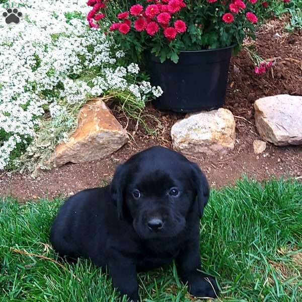 Rena, Black Labrador Retriever Puppy