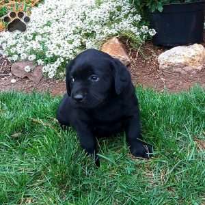 Rena, Black Labrador Retriever Puppy