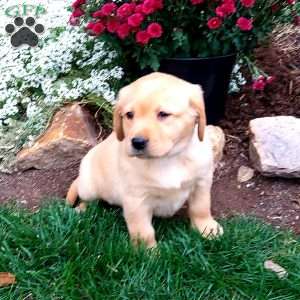 Rosy, Black Labrador Retriever Puppy