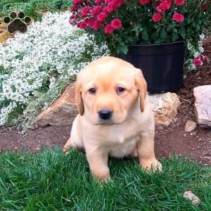 Rosy, Black Labrador Retriever Puppy