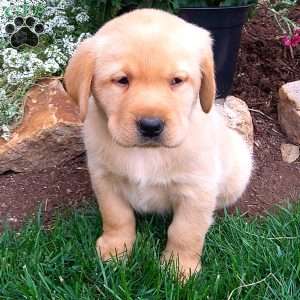 Rascal, Black Labrador Retriever Puppy