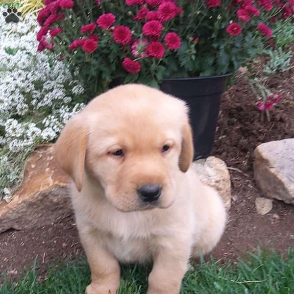 Rascal, Black Labrador Retriever Puppy