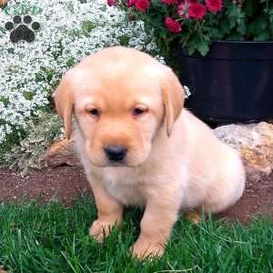 Rascal, Black Labrador Retriever Puppy