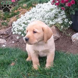 Randall, Black Labrador Retriever Puppy