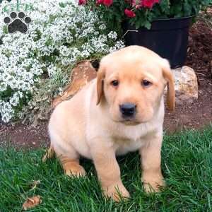 Randall, Black Labrador Retriever Puppy