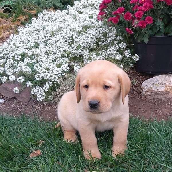 Randall, Black Labrador Retriever Puppy